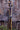 Dark Oil Plain Sliding One Ear Headstall