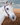 Browband Headstall