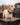 Yellow Lab standing in a farm truck bed wearing a dark oil leather dog collar by Tyler Shupe Leather