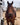 Bay horse saddled and tied at a horse trailer wearing the pink buckstitch breast collar, straight-on front view
