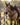 Buckskin horse standing saddled at a wood fence at sunrise wearing the pink buckstitch breast collar with a plain dark oil headstall